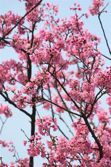 裸體桃花